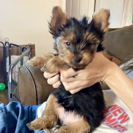 Yorkshire Terrier Puppies from Cutest AKC Arizona Yorkies