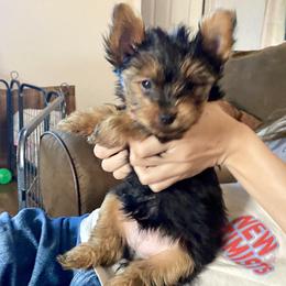 Yorkshire Terrier Puppies from Cutest AKC Arizona Yorkies