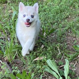 Sparkles - Merle Pomsky puppy in Heber Springs, Arkansas from Red River Pomskies