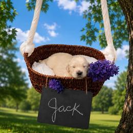 Jack - Light golden male Golden Retriever puppy in Peoria, Arizona from Westwing Retrievers