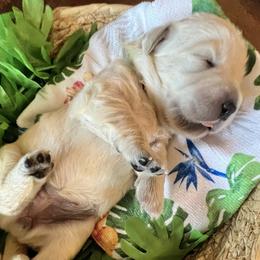 Lime collar - Light golden female Golden Retriever puppy in Ingleside, Texas from Sweetbay Goldens