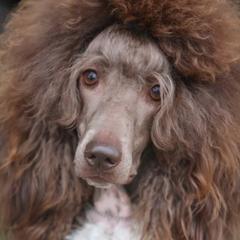 Poodles from Watts Poodles