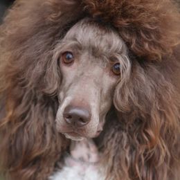 Poodles from Watts Poodles