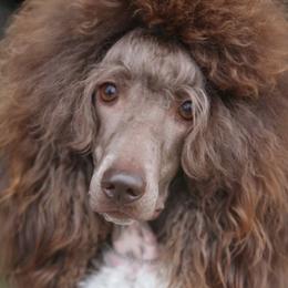 Poodles from Watts Poodles