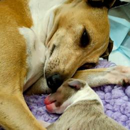 Italian Greyhounds from Tuncap's Italian Greyhounds