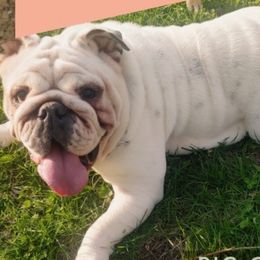 French Bulldogs and Olde English Bulldogges from South Central Bulldogs