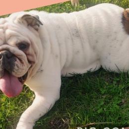 French Bulldogs and Olde English Bulldogges from South Central Bulldogs
