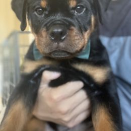 Rottweiler Puppies from Von Der Hing Rottweilers