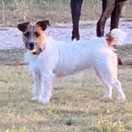 Freya - Jack Russell Terrier