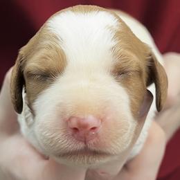 Piper boy 1 - White and orange male Brittany puppy in Floyd Knobs, Indiana from Cross Creek Brittanys