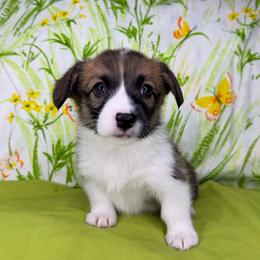 WINONA - Sable female Pembroke Welsh Corgi puppy in Ritzville, Washington from Sapphire Iris Corgis
