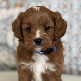 Miramar - Red male Cavapoo puppy in Beckley, West Virginia from By Design Doodles