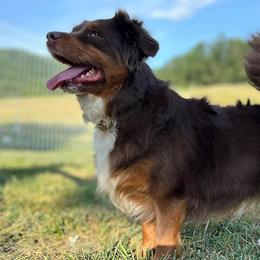 Karma - Miniature Australian Shepherd