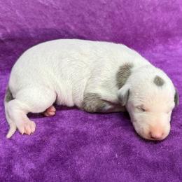 Albany - White and blue brindle female Whippet puppy in Gentry, Arkansas from Mardel Robeson of Mulberry Hollow Whippets
