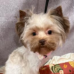 Beatrice - Tan and white female Yorkshire Terrier puppy in San Diego, Temecula, Ontario, California from Yorkie & Maltese Royalty