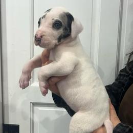 Jager - Harlequin female Great Dane puppy in Florida from Beachside Kennels