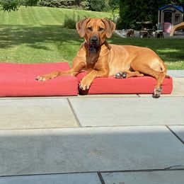 Rhodesian Ridgeback Puppies from Supernova Ridgebacks
