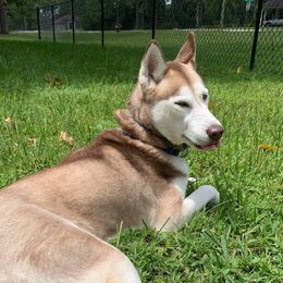 Willow - Siberian Husky