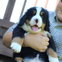 Bernese Mountain Dog Puppies from Bernese Beauties