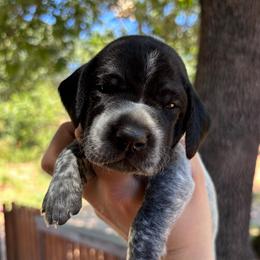 Spearmint - light green collar - Black roan female German Shorthaired Pointer puppy in Mokelumne Hill, California from Underhill GSP
