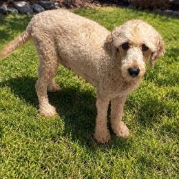 Edith - Goldendoodle