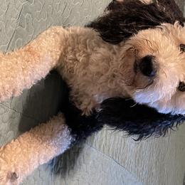 Eve - Aussiedoodle