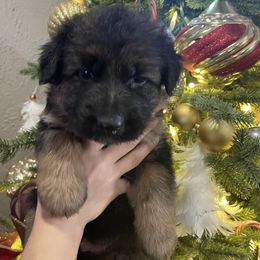 Purple Collar Girl - Black and red female German Shepherd puppy in Gunter, Texas from Gunter Gables German Shepherds