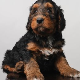 Ron - Phantom male Bernedoodle puppy in Glendale, Arizona from Arizona Bernedoodles
