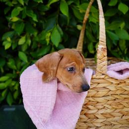 Powder - Red male Dachshund puppy in Temecula, California from Naomi Magee's Dachshund Kennel