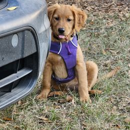 Golden Retriever and Labrador Retriever Puppies from Folklore Canine L.L.C