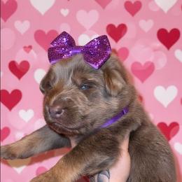 Blanche - Isabella female German Shepherd puppy in Fort Jennings, Ohio from Von Holtzapple German shepherds