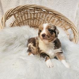 Rooibos - Red merle male Australian Shepherd puppy in California from Skiba Aussies