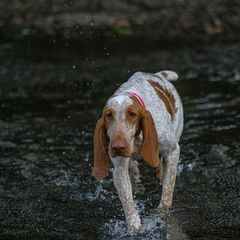 Lemon - Bracco Italiano