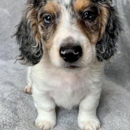 Dachshund, Great Dane, and Yorkshire Terrier Puppies from WZ Kennels