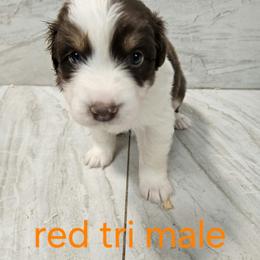 Ells m2 orange - Red tri-color male Australian Shepherd puppy in Arbela, Missouri from County Line Aussies