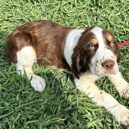 English Springer Spaniels from Sarah’s Springers