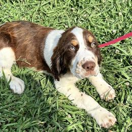 English Springer Spaniels from Sarah’s Springers