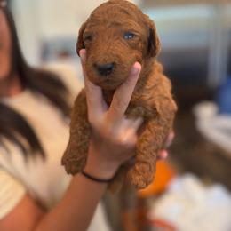 Green collar - Red  male Poodle puppy in Riverside, California from Riverside red poodles