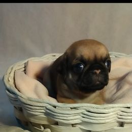 Pug All Grown Up from Carla's Pugs