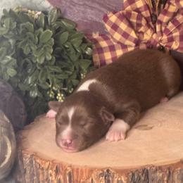 (John) Lennon - Red tri male Miniature Australian Shepherd puppy in California from Eagle River Aussies