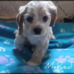 "Litter 2" Cocker Spaniel Puppies from -PrincetonzSpanielz-
