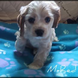 "Litter 2" Cocker Spaniel Puppies from -PrincetonzSpanielz-