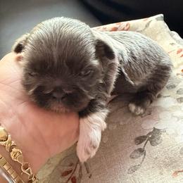 Silver blue girl - Blue female Shih Tzu puppy in Citrus Heights, California from The Lion dog Shih Tzu