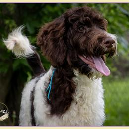 Cupid - Brown and white male Bernedoodle puppy in Connersville, Indiana from Deaz Doodle Ranch