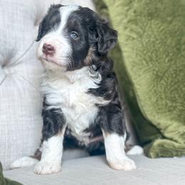 Mario 🤎 - Red tri-color male Aussiedoodle puppy in Granbury, Texas from Triple Cross Doodles