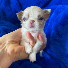 Olaf - Merle male Chihuahua puppy in Mesa, Arizona from Arizona Dream Chihuahuas
