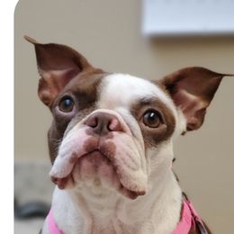 Dot - Boston Terrier