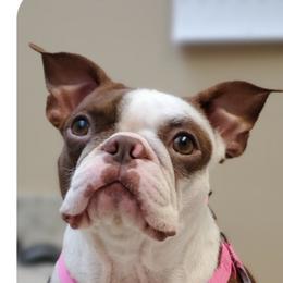 Dot - Boston Terrier