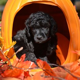 Poodle Puppies from Canoe Creek Spoos