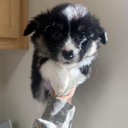 Squirtle - Black and tan male Pembroke Welsh Corgi puppy in Red Bluff, California from Wilder Ranch Corgis